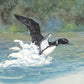 Little Loon