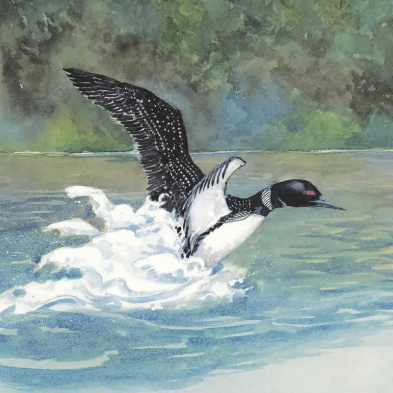 Little Loon