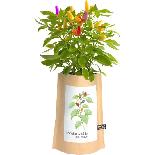 Garden in a Bag, Christmas Lights Peppers