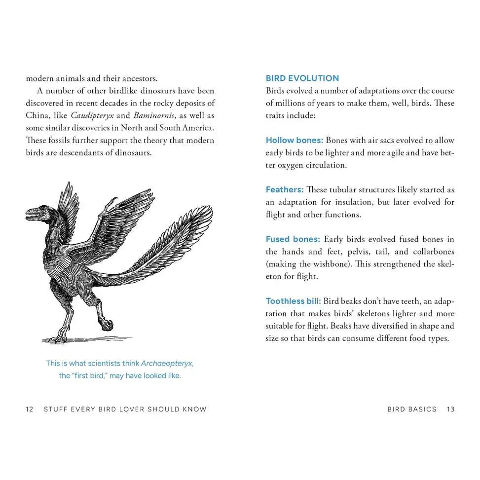 Stuff Every Bird Lover Should Know by Alice Sun