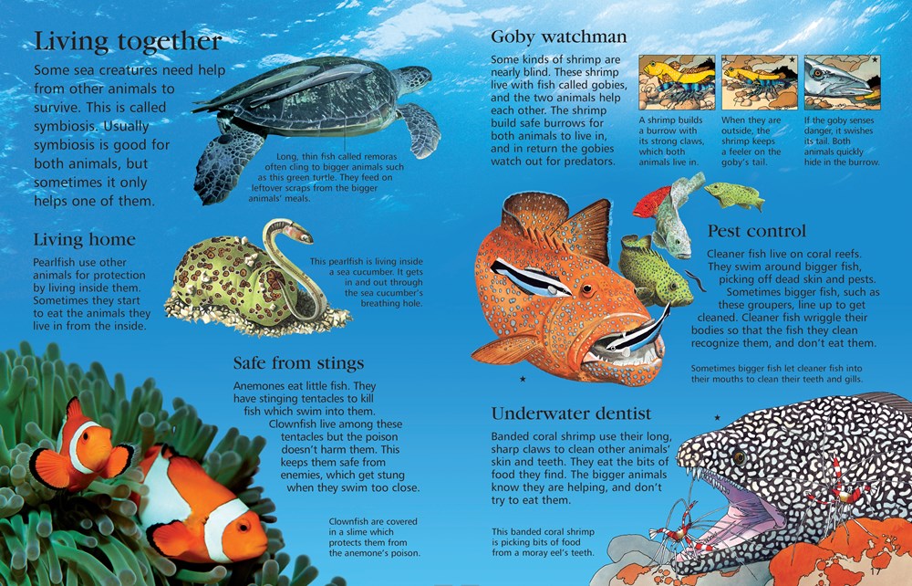 First Encyclopedia of Seas and Oceans: Ben Denne