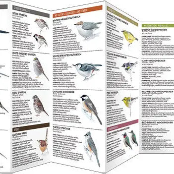 Feeder Birds of the Southeast