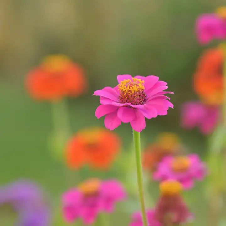 Kids Garden in a Pail, Butterfly