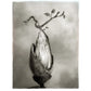 Oak: From Seed to Ancient tree, Hardcover