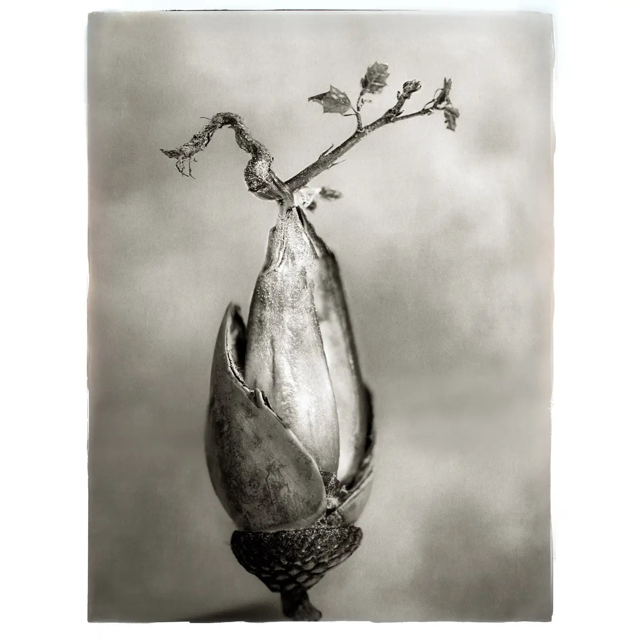 Oak: From Seed to Ancient tree, Hardcover