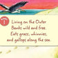 Little NC Board Book