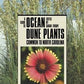 A Guide to Ocean Dune Plants Common to North Carolina, By E. Jean Wilson Kraus