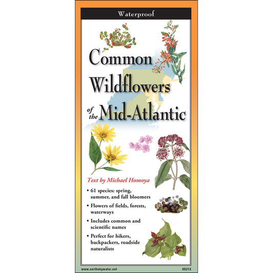 Common Wildflowers of the Mid-Atlantic