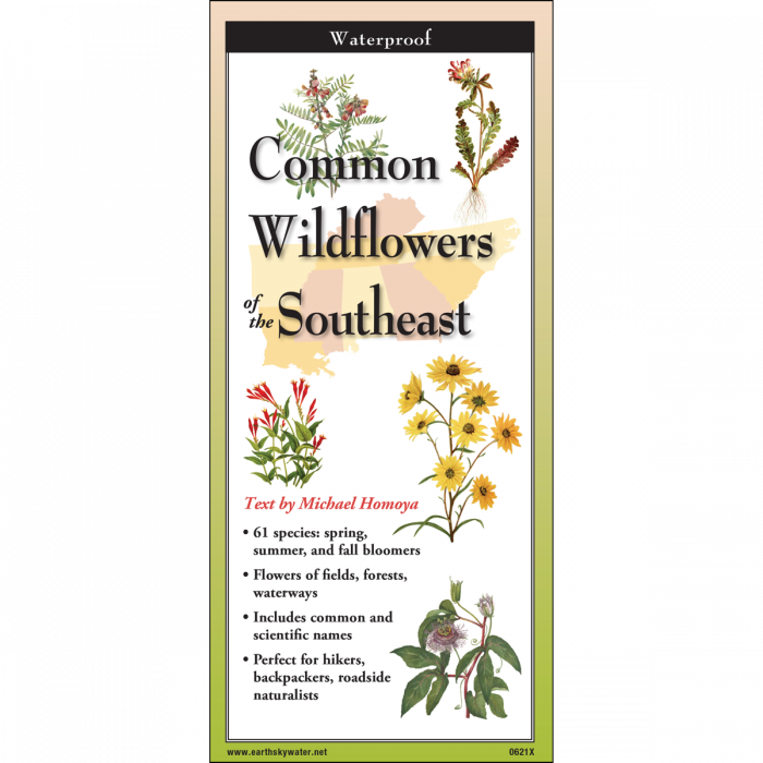 Common Wildflowers of the Southeast