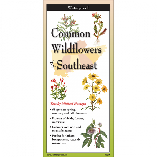 Common Wildflowers of the Southeast