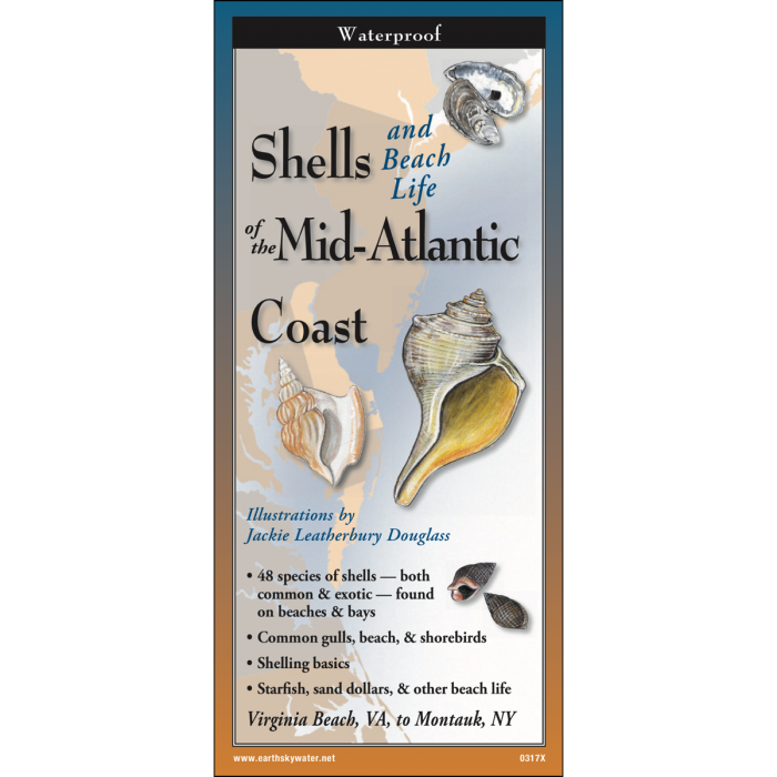 Shells of the Mid-Atlantic Coast