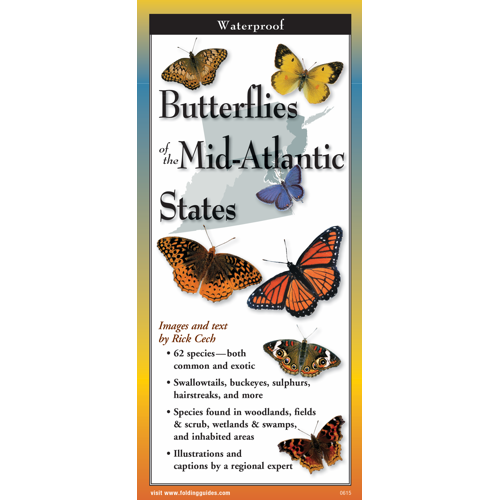 Common Butterflies of the Mid-Atlantic
