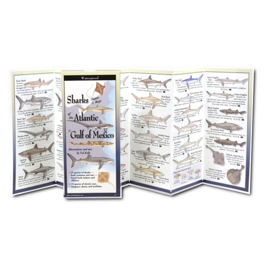 Sharks, Skates, & Rays of the Atlantic & Gulf of Mexico Folding Guide