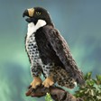 Peregrine Falcone Puppet