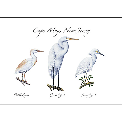 Three Egret Greeting Cards