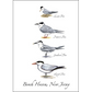 Four Terns Greeting Card