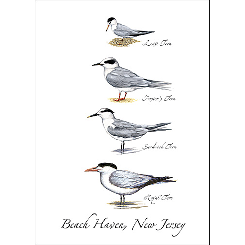 Four Terns Greeting Card