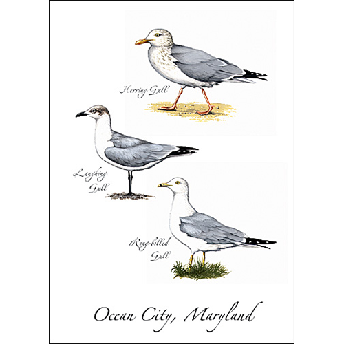Three Gulls Greeting Card
