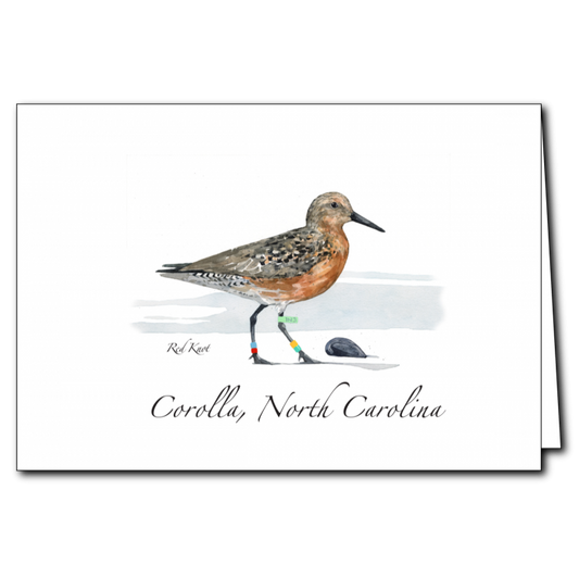 Red Knot Greeting Card