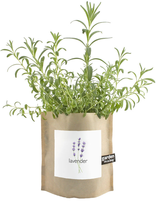 Lavender, Garden-in-a-bag