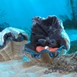 Giant Clam Puppet 3067