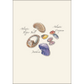 Seashell Boxed Note Cards, Assorted