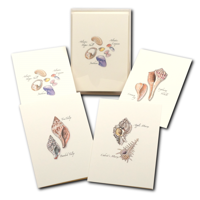 Seashell Boxed Note Cards, Assorted