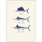 Saltwater Fish Boxed Note Asst. Cards