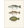 Saltwater Fish Boxed Note Asst. Cards