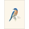 Bluebird II - Note Cards