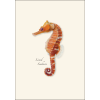 Seahorse Boxed Note Cards