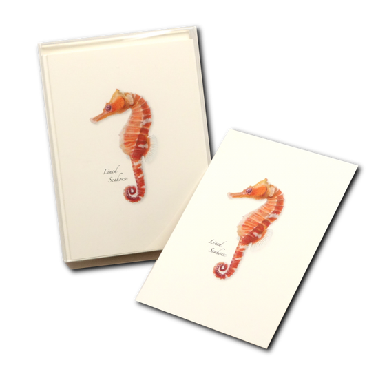 Seahorse Boxed Note Cards