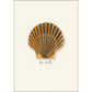 Bay Scallop - Note Cards