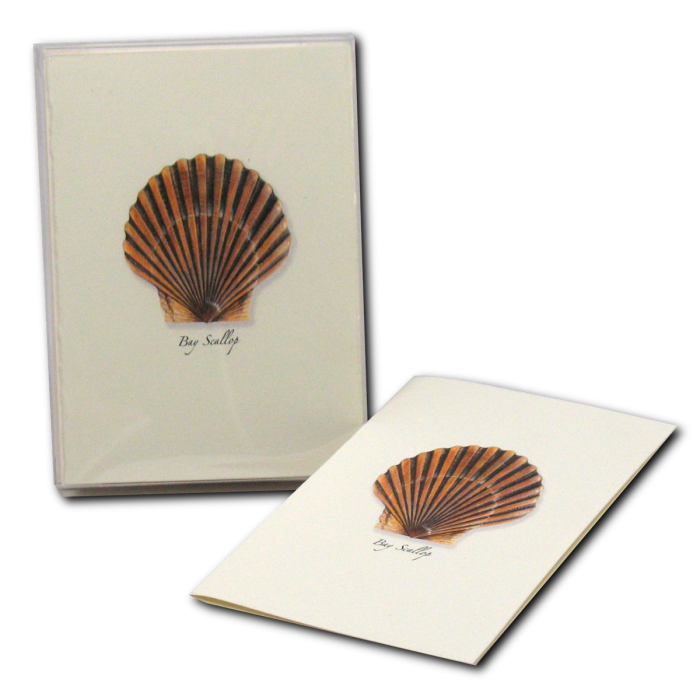 Bay Scallop - Note Cards