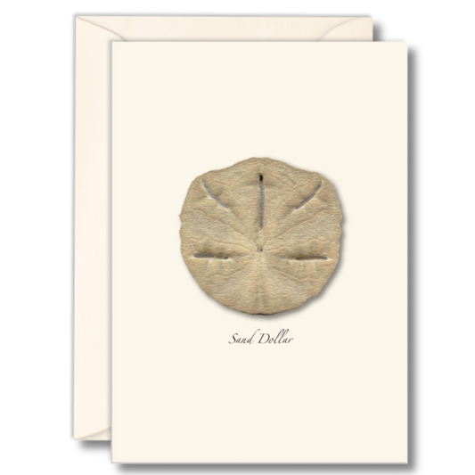 Sand Dollar Note Cards