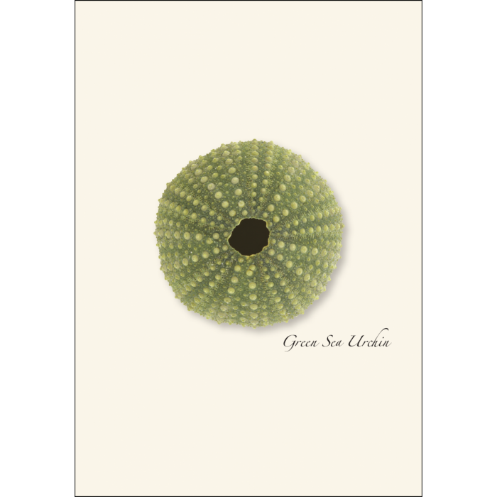 Sea Urchin Boxed Note Cards