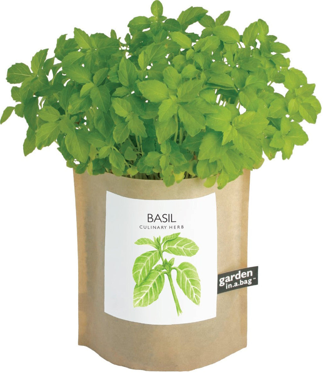 Basil, Garden-in-a-bag