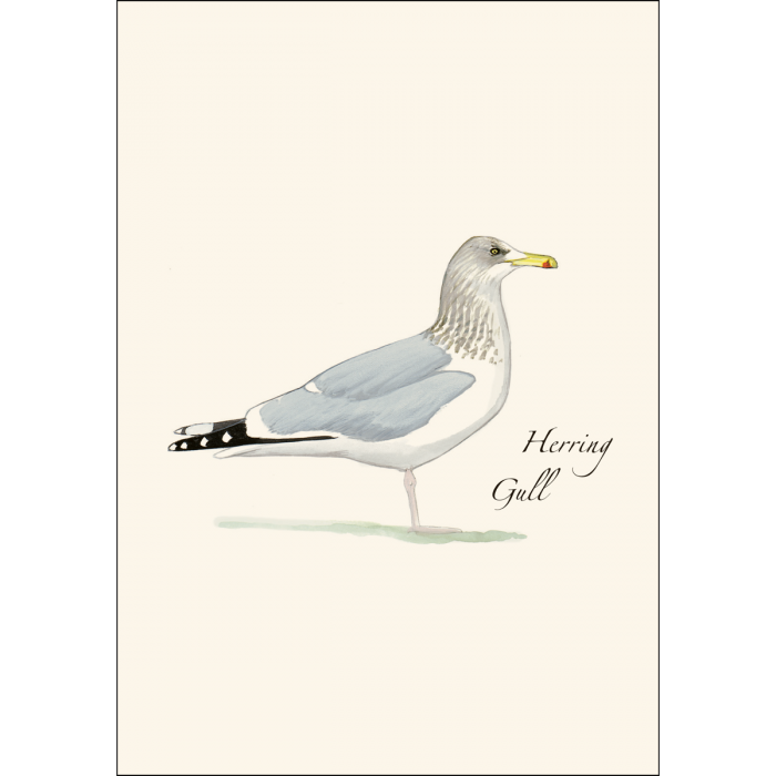 Herring Gull - Boxed Note Cards
