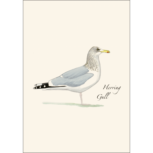 Herring Gull - Boxed Note Cards