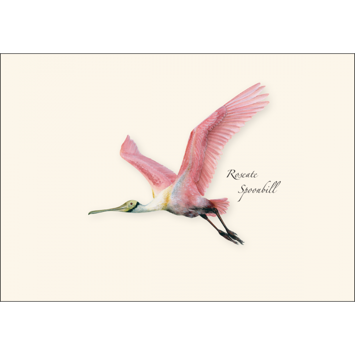 Roseate Spoonbill Boxed Notes