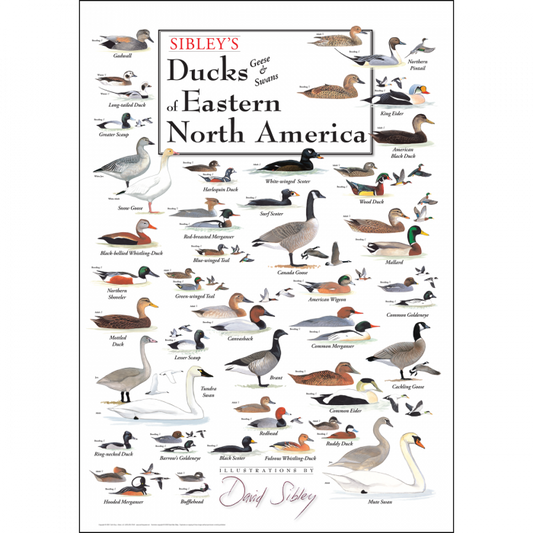 Tube Poster, Sibley's Ducks Geese & Swans of Eastern North America