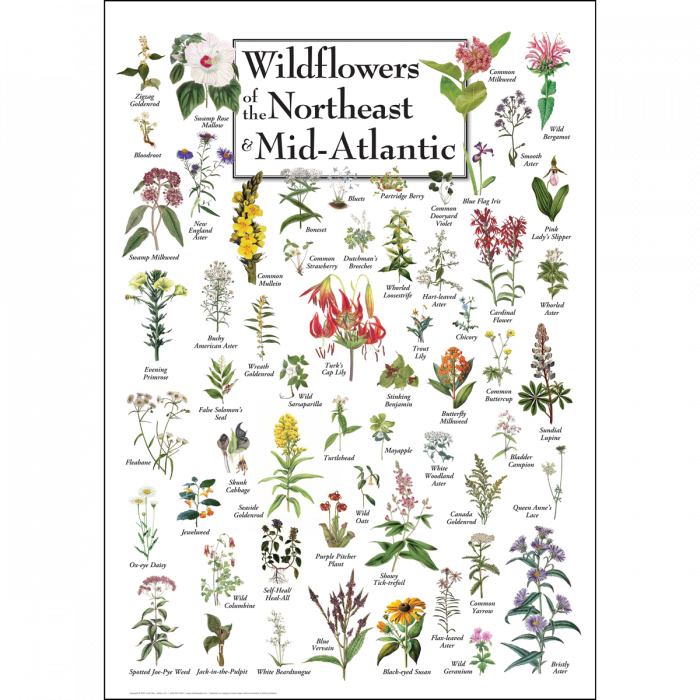 Wildflowers of the Northeast & Mid Atlantic Poster