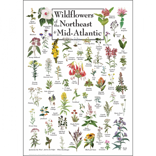 Wildflowers of the Northeast & Mid Atlantic Poster