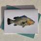 Note Card - Red Grouper