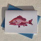 Note Cards - Red Snapper