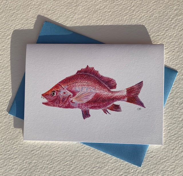 Note Cards - Red Snapper